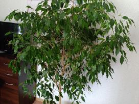 Parduodamas fikusas 170 cm