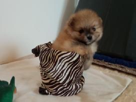 Pomeranijos nykštukinių špicai Boo