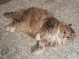 Princesė, 5m., benamėlė