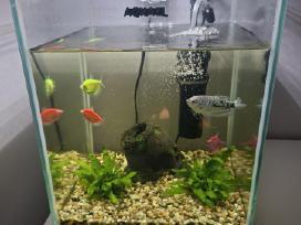Akvariumas