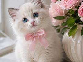 Ragdoll kačiukai (Skudurinės lėlės) Regdolai