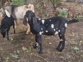 An oziukas