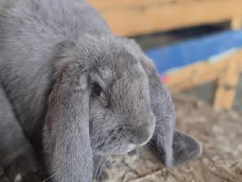 Triušiai