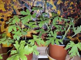 Jeronimas (kvapioji pelargonija)