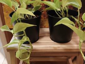 Auksinis skindapas (Epipremnum aureum) Neon