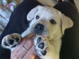 Kilmingi Labradoro retriverių šuniukai