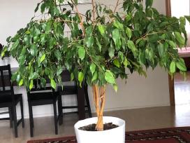 Naminiai augalai (fikusai) pardavimui
