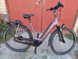 Batavus