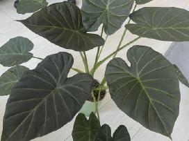 Alocasia Regal Shields