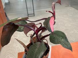 Philodendron Pink Princess