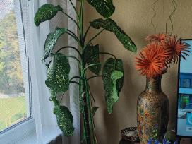 Aukšta difenbachija lapuota palmė 182 cm