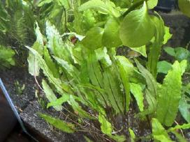 Augalai is akvariumo 50l