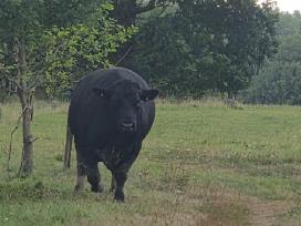 Aberdin Angus bulius reproduktorius
