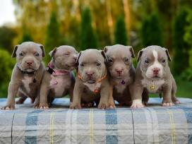 American bully pocket