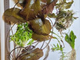 Akvariumo augalai