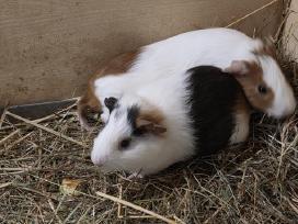 Jūrų kiaulytės