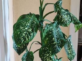 Gėlė difenbachija palmė 140cm