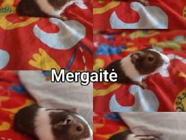 Jūrų kiaulytės