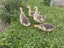 Parduodami žąsiukai ir žąsynas