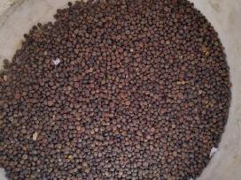 Zieminiai vikiai 1e/kg pristatau