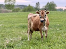 Džersio (Jersey) Veislės karvės