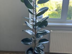 Stambialapis fikusas
