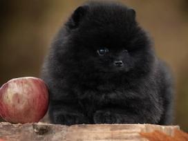 Vokiečių nykštukinis špicas pomeranas