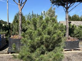 Juodoji pušis Pinus nigra, tujos Smaragd, Brabant