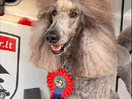 Patinas kergimui- Stud male available to approved