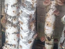 Grybai - shitake, baravykai.