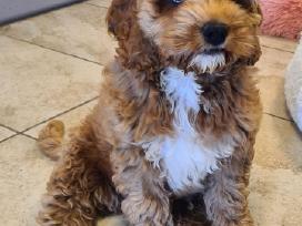 Cockapoo F1 mergytė 2,5mėn.