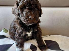 Ieškau Italų vandens šuns (Lagotto Romagnolo)