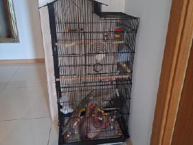 Narvas papūgai labai daug priedų