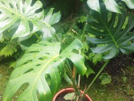 Monstera deliciosa nuostabioji