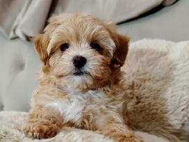 Maltipoo mergytės