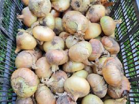 Parduodami „stuttgarter“ Svogūnai