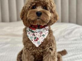 F1 Cockapoo