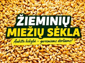 Žieminiai miežiai quadriga