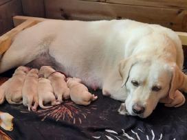 Labrador Retriever