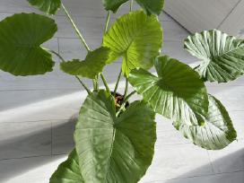Didelė Alocasia Gageana