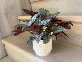 Begonia Red Arctic Breeze