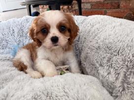 Kavalieriaus karaliaus Karolio spanieliukai