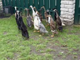 Grynaveisliai Indijos begikai(porytės)