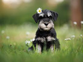Miniature schnauzer puppy