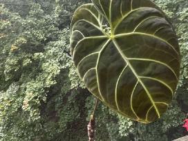 Anturiai
