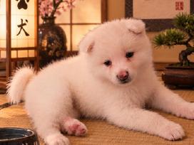Akita Inu šuniukai
