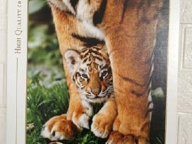 Clementoni dėlionė Bengal Tiger 500 puzle puzzle