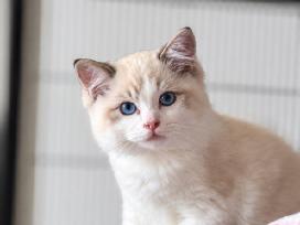 Ragdoll kačiukai (Skudurinės lėlės) Regdolai