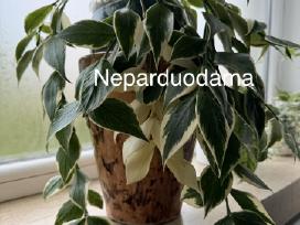 Parduodu hoyas