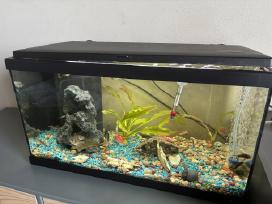 Akvariumas